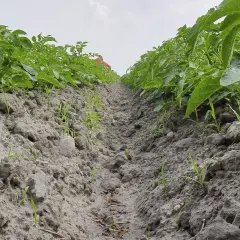 Rząd ziemniaków z młodymi pędami, widać ślady po oprysku, co sugeruje dobry środek na chwasty w ziemniakach.