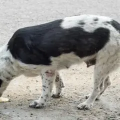 Perro blanco y negro vomitando bilis. Si tu perro vomita bilis, consulta a tu veterinario.