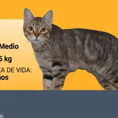 Un gato Manx, de tamaño medio y peso entre 4-5 kg, ¿será que esta es la raza de mi gato?