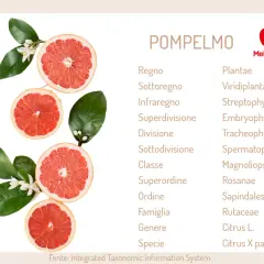 Pompelmi freschi e fiori, con un elenco tassonomico che include Citrus X paradisi, suggerendo le proprietà dell'estratto di semi di pompelmo.
