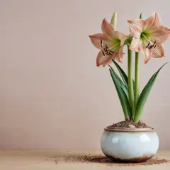 Amaryllis in vaso, con fiori rosa pallido e striature verdi. La cura di questa pianta è semplice, richiede luce e poca acqua.