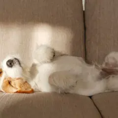 Un perro blanco y marrón duerme boca arriba en un sofá, como si fuera uno de esos perros que no sueltan pelo.