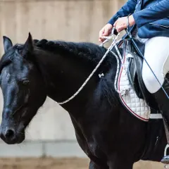 Jeździec w białych bryczesach i granatowej marynarce siedzi na czarnym koniu.