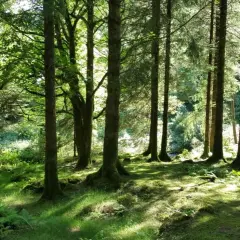 Słoneczne promienie przebijają się przez gęsty las, tworząc magiczną atmosferę. To idealne miejsce na spacer po jednym z polskich parków narodowych.