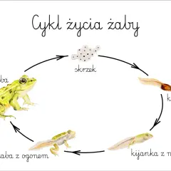 Ilustracja cyklu życia żaby: skrzek, kijanka, kijanka z nogami, żaba z ogonem i dorosła żaba.