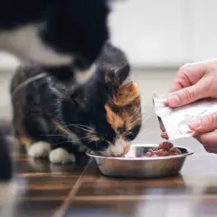 Un gato come comida húmeda de un cuenco. La cantidad de cuanta comida húmeda debe comer un gato al día depende de su edad y peso.