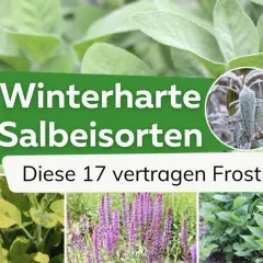 Winterharte Salbeisorten: Diese 17 vertragen Frost. Nahaufnahme von Salbeiblättern, einige mit Raureif bedeckt.