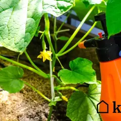 Ręka w niebieskiej rękawiczce trzyma opryskiwacz, by chronić młode ogórki przed zarazą.