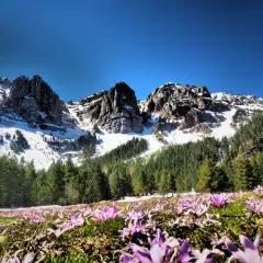 Flores moradas cubren el prado al inicio de la ruta Prat del Cadi, con montañas nevadas y bosques de pinos al fondo bajo un cielo azul.