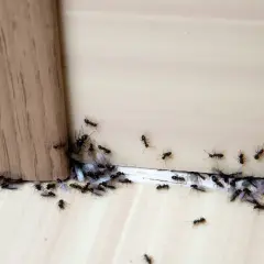 Małe mrówki w domu, niektóre ze skrzydłami, gromadzą się przy drewnianej krawędzi.