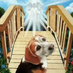 Pies beagle na moście tęczowym, w stronę anioła. Symbol uśpienia psa, przejścia do lepszego świata.