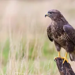 Ein Bussard, ein majestätischer Greifvogel, sitzt auf einem Baumstumpf. Sein Blick ist wachsam, bereit, seine Umgebung zu beobachten.