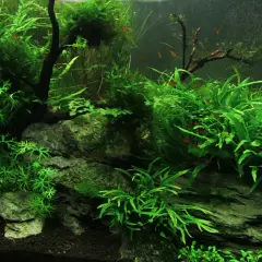 Un aquarium luxuriant avec de petites poissons rouges nageant parmi des plantes aquatiques denses, dont une **algue pinceau** aux feuilles délicates.