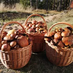 Pełne kosze grzybów po udanym wypadzie gdzie na grzyby w lubelskim. Leśne skarby czekają na przetworzenie.