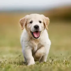 Szczenię golden retriever miniaturka biegnie przez trawę z radosnym wyrazem pyska.