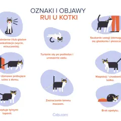 Ruja u kotki: Poznaj objawy, cykl i najlepsze rozwiązania