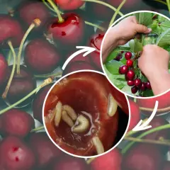 Ręce zbierają czereśnie, a zbliżenie pokazuje larwy w owocach – to problem szkodników czereśni.