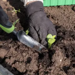 Händer med handskar planterar små plantor i jord. Bra tips för odla i pallkrage för en frodig skörd.