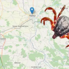 Kleszcze w Polsce: Gdzie żyją i jak ich unikać? Sprawdź mapę