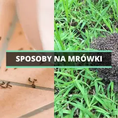 Mrówki w ogrodzie: Skuteczne sposoby na pozbycie się problemu
