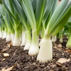 Poireaux alignés dans un potager. La question "faut-il tailler les poireaux pour les faire grossir" plane sur ces jeunes pousses blanches et vertes.