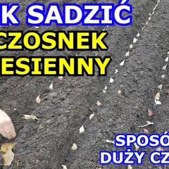 Jak uprawiać czosnek żeby był duży - sprawdzone metody na plon