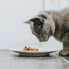 Graue Katze schnuppert an Futter auf Teller, aber die Katze frisst nicht.