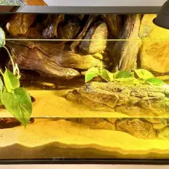 Mały żółw stepowy w swoim pięknym, piaszczystym terrarium z roślinami i kryjówkami.