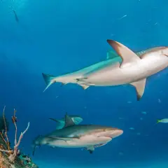Un grupo de tiburón de arrecife nada en aguas azules claras, cerca de un arrecife de coral.