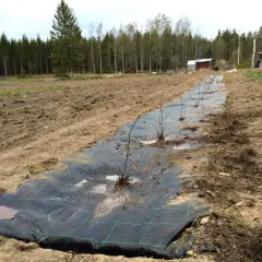 Nyplanterad aronia buske rad på en åker, täckt med markduk. Traktor och byggnader i bakgrunden.