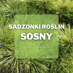 Sadzonki roślin sosny. Wiele odmian sosny czeka na Ciebie w sklepie Zielonyogrodek.pl.