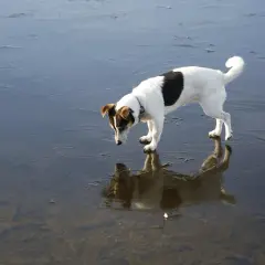 Mały piesek na lodzie, jak na plaży dla psów. Jego odbicie w wodzie jest jak drugi piesek.