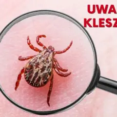 Kleszcz sam odpadnie? Poznaj ryzyko i usuń go bezpiecznie!