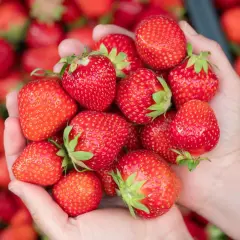 Garść soczystych truskawek w dłoniach. Czy truskawki są zdrowe? Tak, to pyszne i pełne witamin owoce!