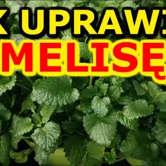 Melisa jak uprawiać – proste metody, które zapewnią udane zbiory