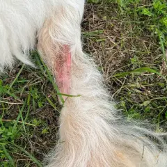 Plaie rouge et irritée sur la patte d'un chien, un hot spot qui nécessite des soins.