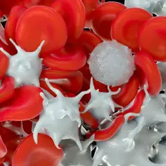 Czerwone krwinki, białe krwinki i płytki krwi (plt) w zbliżeniu. To obraz morfologii krwi, pokazujący jej skład.