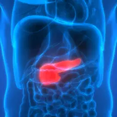 Anatomia człowieka z podświetloną na czerwono trzustką. Obraz symbolizuje trudne rokowania w przypadku raka trzustki, podkreślając potrzebę badań i wczesnego wykrycia.