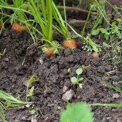 Små morötter tittar fram ur den mullrika jorden, omgivna av grönt gräs och ogräs.