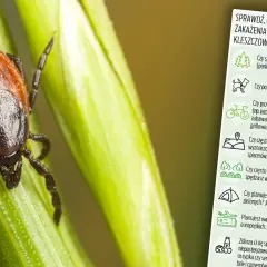 Kleszcz zabija? Poznaj realne ryzyko i skuteczną obronę