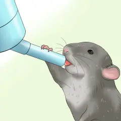 Una rata gris bebe agua de un dispensador azul. Esto nos muestra que las ratas comen y beben para sobrevivir.