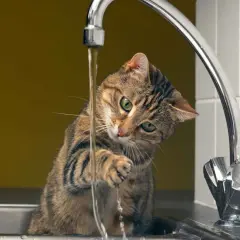 Gato juguetón con grifo abierto, parece que mi gato no bebe agua, prefiere jugar con el chorro.