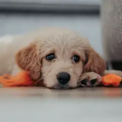 Un cachorro adorable con un juguete naranja, aprendiendo como acostumbrar a un perro a quedarse solo.