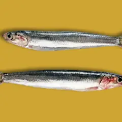 Dos boquerones frescos, listos para la cocina. ¡Anchoa y boquerón es lo mismo!