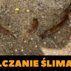 Skuteczne sposoby na pozbycie się ślimaków z piwnicy bez chemii
