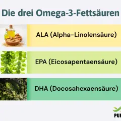 Die drei Omega-3-Fettsäuren: ALA (Leinsamenöl), EPA (Algen) und DHA (Algen). Wie viel Omega 3 am Tag?