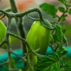 Pomodori in vaso, ancora verdi e succosi, pendono dai rami nodosi. Le gocce di pioggia brillano sulla loro superficie, promettendo un futuro sapore.