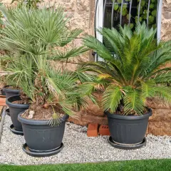 Zwei verschiedene palmen arten in Töpfen vor einer Steinwand. Eine Palme hat fächerförmige Blätter, die andere hat gefiederte Blätter.