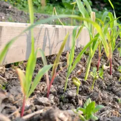 Junge Maispflanzen sprießen neben einer Holzbegrenzung. Die ersten grünen Blätter und roten Stiele sind sichtbar, während die Natur erwacht.