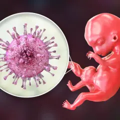 Powiększony wirus cytomegalii zagraża rozwijającemu się płodowi.